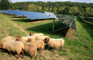 Sheep And Solar